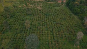 A produção do cacau em sistemas agroflorestais