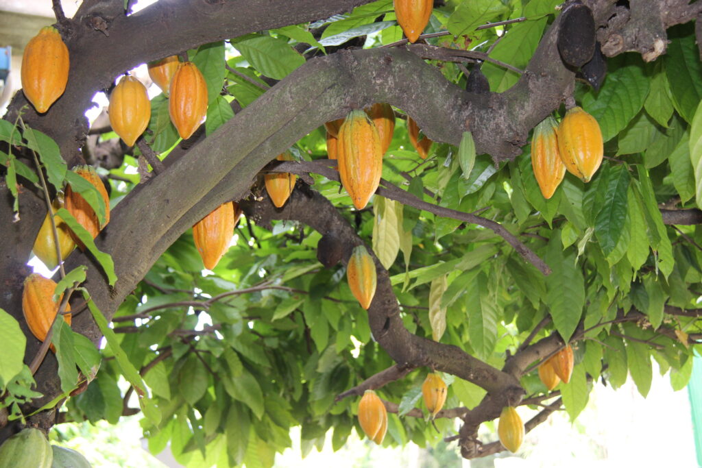 Agrofloresta, Alimentos