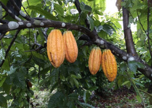 Sustainable cocoa recovers degraded areas in the Amazon