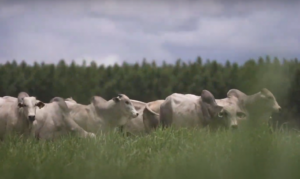 Produção de carne sustentável do Pantanal cresceu 97% em 2022