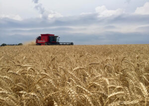 Adoção de boas práticas pode aumentar produção de trigo em 1,5 milhão de toneladas no Brasil