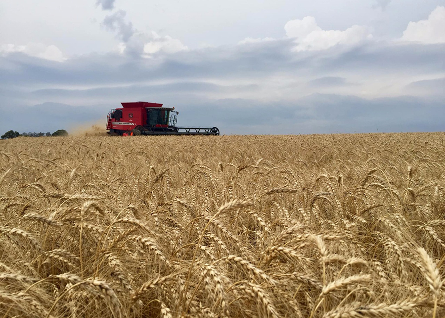 Adoção de boas práticas pode aumentar produção de trigo em 1,5 milhão de toneladas no Brasil