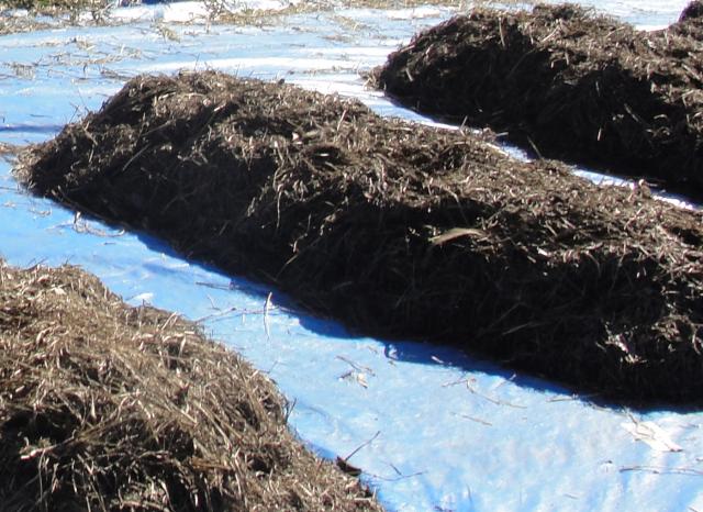 Compostagem Bolsas | Planeta Campo