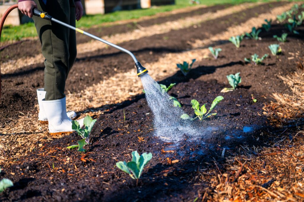 Molhando Planta | Planeta Campo