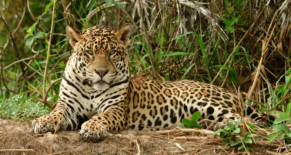 Programa Felinos Pantaneiros