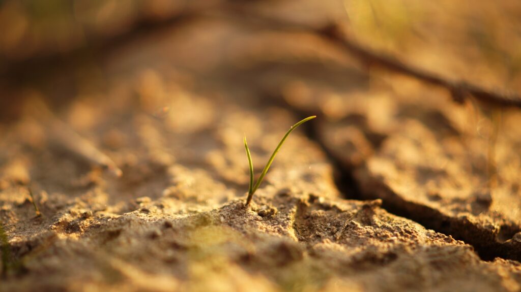 Planta Nascendo Natureza | Planeta Campo