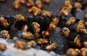 Embrapa develops research to protect Cerrado´s typical bee