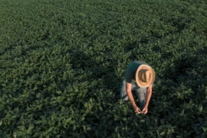 Agronegócio brasileiro produzirá mais alimento sem derrubar florestas