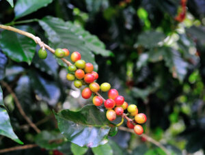 Café especial: conheça a produção sustentável da fazenda Cachoeira da Grama