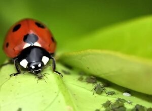 Partnership to enable ag professionals on biological control