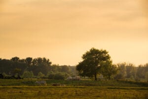 Entenda por quê a agropecuária brasileira é sustentável