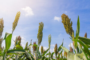 Sorgo: o novo queridinho da safrinha