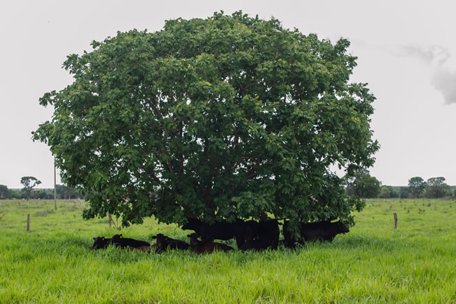 Bem Estar | Planeta Campo