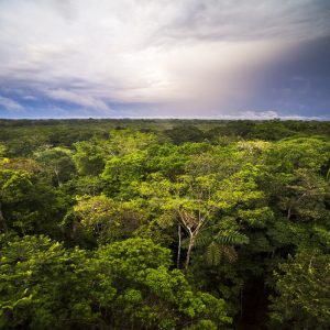 Vamos levar um Brasil mais verde para a COP 27, diz ministro