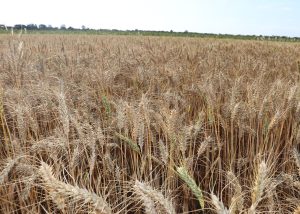 Pesquisa usa fragmento de DNA de planta selvagem para combater brusone do trigo