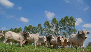 Gigantes do agro apresentam plano para limitar aquecimento global