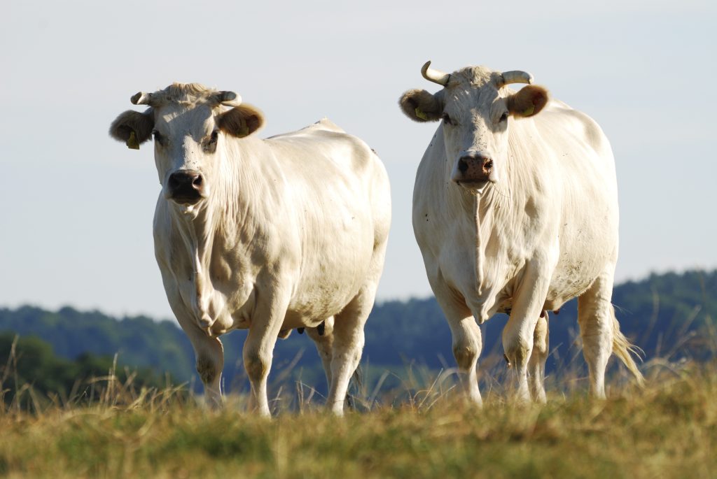 Cattle Herd 2021 08 26 22 31 16 Utc | Planeta Campo