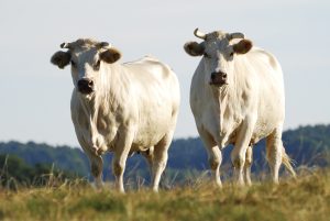 Carne de Mato Grosso ganham passaporte para viajar o mundo