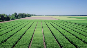 Práticas sociais e sustentáveis levaram a Fazenda Roncador a ganhar Prêmio Planeta Campo