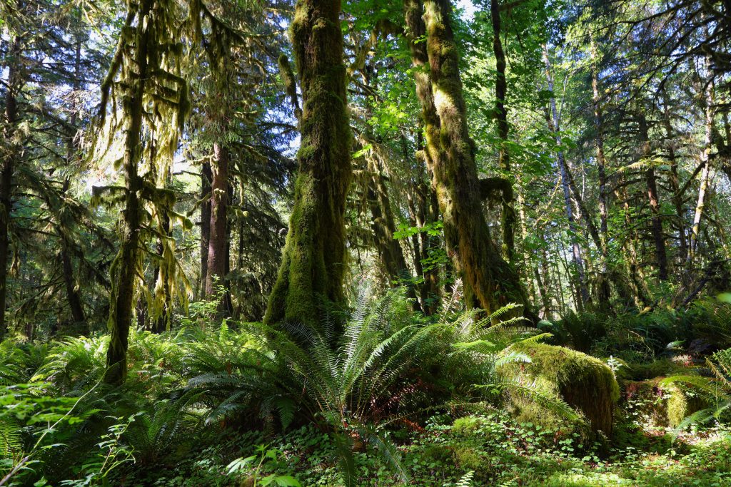 Blended Finance pode ativar o ecossistema de negócios de impacto na Amazônia e preservar a floresta