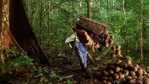 Rede Origens Brasil impulsiona produtor da Amazônia que mantém a floresta em pé