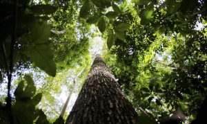 Destinação de terras públicas é essencial para acabar com desmatamento na Amazônia