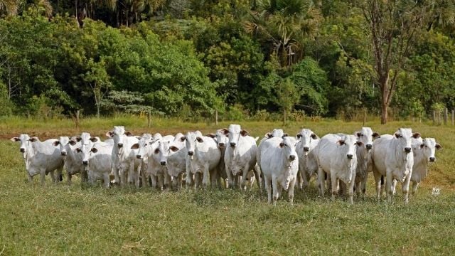 Como a tecnologia auxilia a diminuir os riscos socioambientais na pecuária