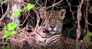 Preservação da onça-pintada e produção pecuária crescem juntas no Pantanal