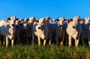 Como superar os desafios na implementação de processos na fazenda