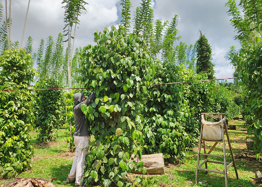 Árvores podem substituir estacas de madeira na produção de pimenta-do-reino