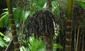 CRA Verde beneficia produtor focado em bioeconomia e restauração florestal