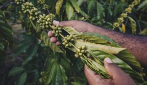 Moeda digital do agro facilita acesso a pagamentos por serviços socioambientais