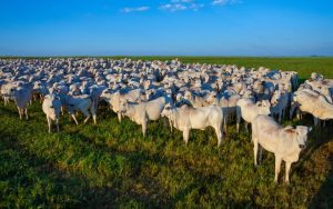 Pecuária sustentável avança em Mato Grosso com apoio do IMAC