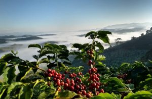 Cooperativismo possibilita acesso à mercados aos pequenos agricultores