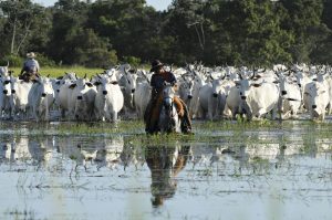 Carne orgânica pantaneira está em busca de indicação geográfica