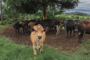 Ações para descarbonização da cadeia leiteira crescem no Brasil