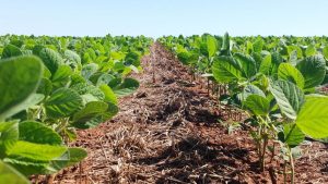 Setor agrícola é celeiro para redução de gases de efeito estufa