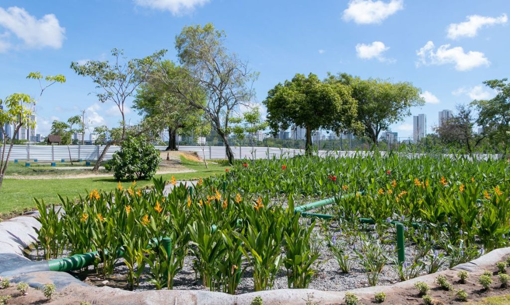 Projeto despolui águas de riacho usando jardins filtrantes