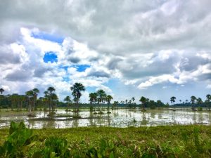 Amapá terá maior projeto de unidade de conservação urbana do mundo