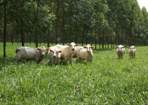 Coalizão Brasil pede ao governo Plano Safra de acordo com metas climáticas