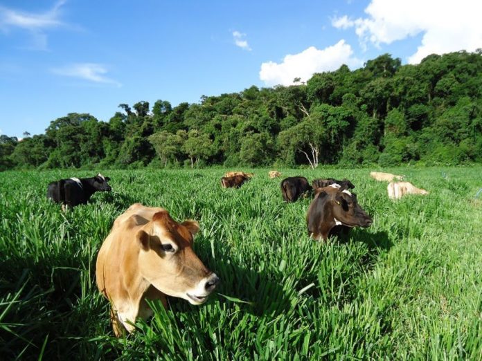 Pecuária pode ser grande aliada do meio ambiente