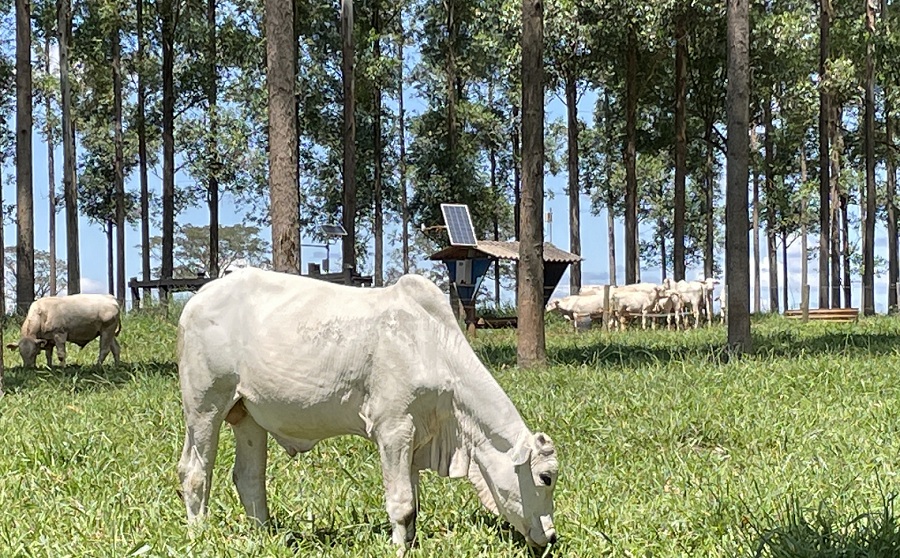 Sustentabilidade na pecuária não ocorre sem rastreabilidade