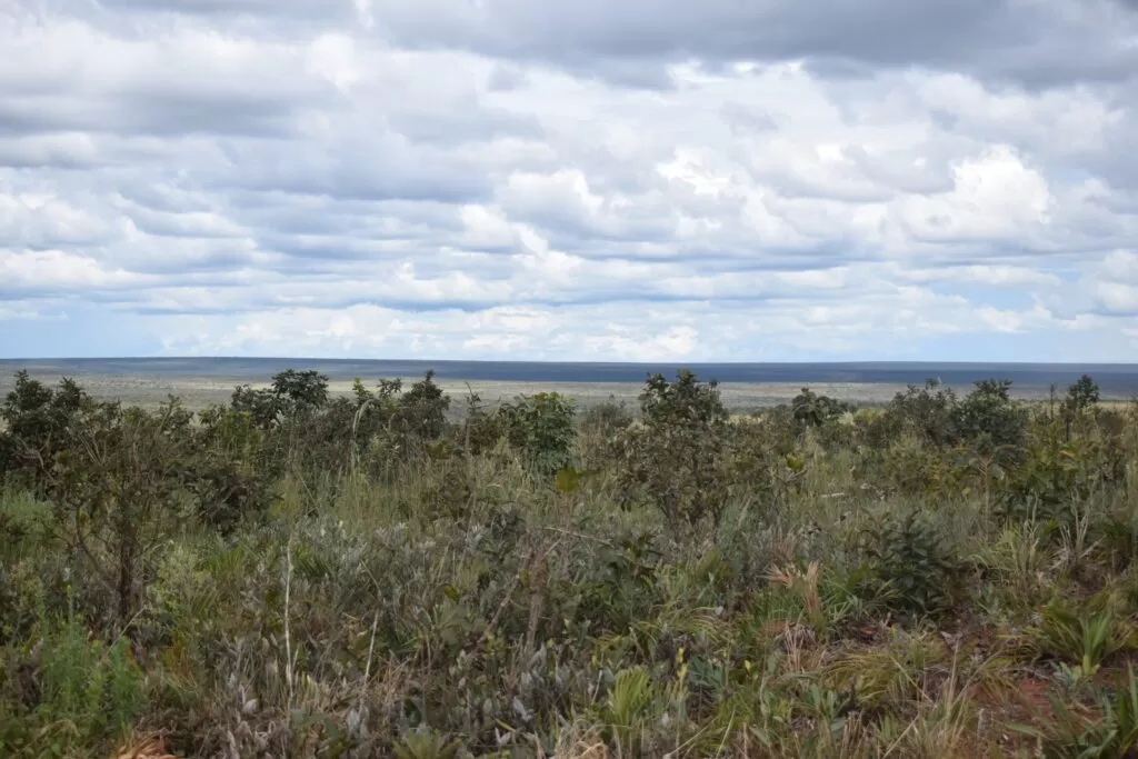 IPAM e AMAGGI firmam parceria para preservação de 2.200 hectares de vegetação nativa dentro de fazenda