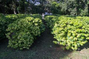 Maior cafezal urbano do mundo leva história e educação ambiental à população