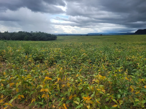 Projeto une produtores em prol da agricultura regenerativa de soja e milho