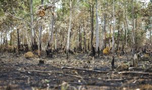 Desmatamento diminui na Amazônia e aumenta no cerrado, segundo INPE