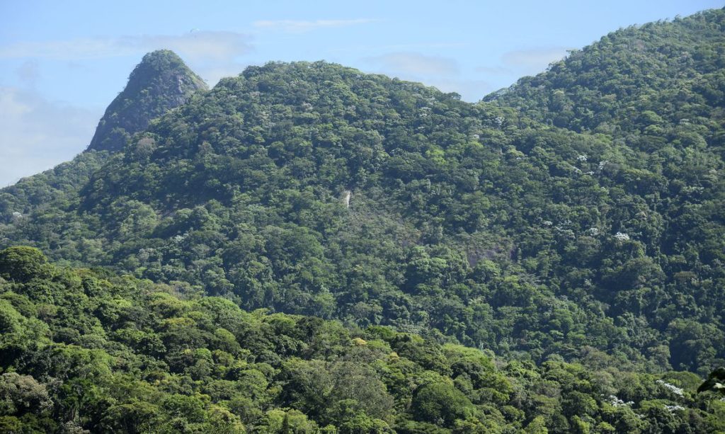 Iniciativa despeja quatro toneladas de sementes na Mata Atlântica