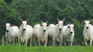 Indústria de carnes amplia adesão a protocolo de monitoramento socioambiental