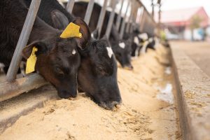 Suplementação mineral: impulsionando a produtividade e a sustentabilidade na agricultura