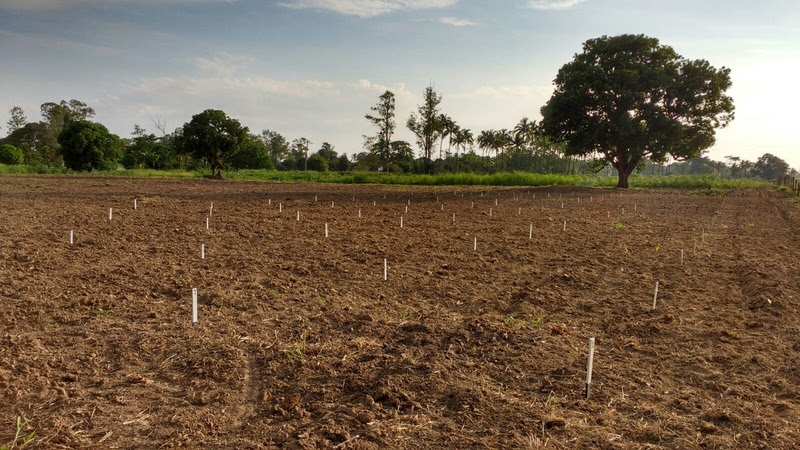 Biocarvão aumenta produtividade do solo, renda de agricultores e sequestra carbono